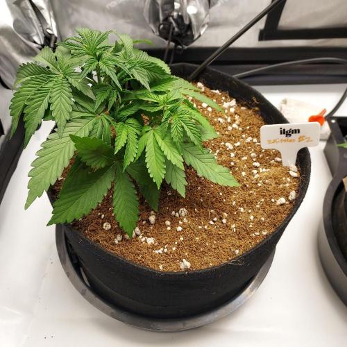 Zkittlez (#2) - Double the Rainbow. Week 3 - Day 21 - Autopots On!
