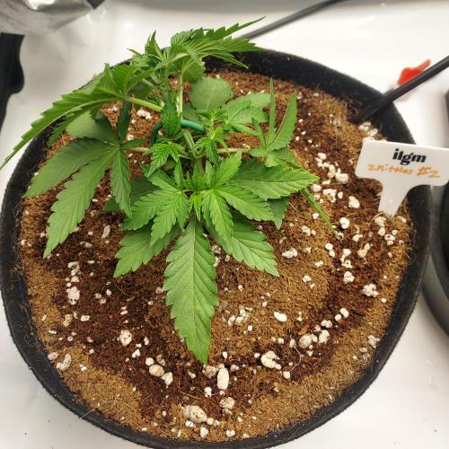 Zkittlez (#2) - Double the Rainbow. Week 3 - Day 18 - LST heading into Autopot Initiation