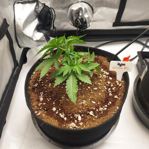 Zkittlez (#2) - Double the Rainbow. Week 3 - Day 18 - LST heading into Autopot Initiation