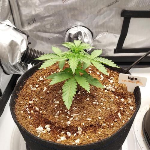 Zkittlez Autoflower. Week 3