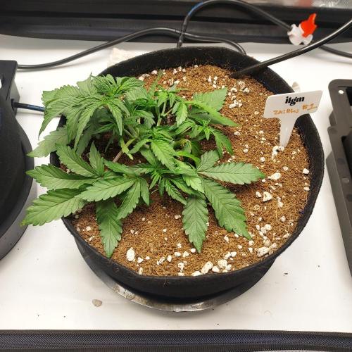 Zkittlez (#1) Auto - Taste the Rainbow. Week 3 - Day 21 - Autopots On!