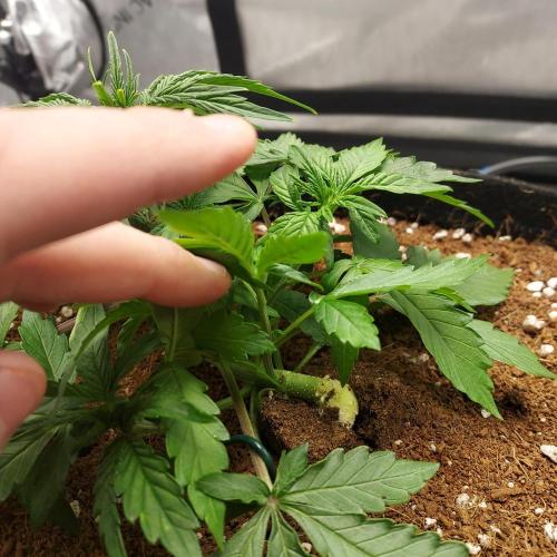 Zkittlez (#1) Auto - Taste the Rainbow. Week 3 - Day 21 - Crazy Bend!