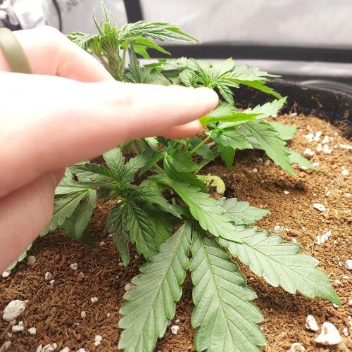 Zkittlez (#1) Auto - Taste the Rainbow. Week 3 - Day 21 - Crazy Bend!
