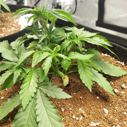 Zkittlez (#1) Auto - Taste the Rainbow. Week 3 - Day 21 - Crazy Bend!