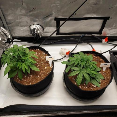 Zkittlez (#1) Auto - Taste the Rainbow. Week 3 - Day 21 - Autopots On Side by Side
