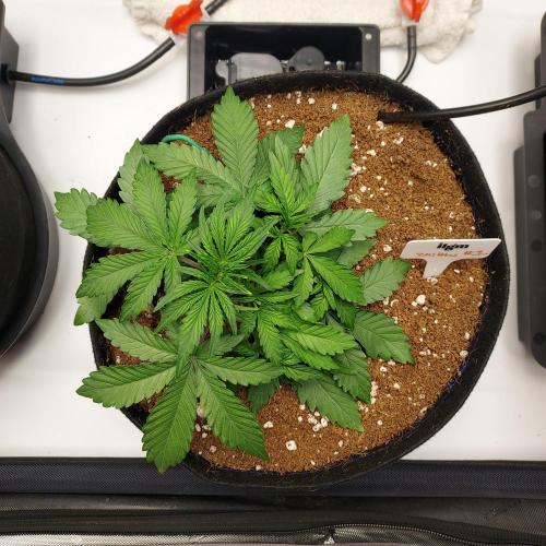 Zkittlez (#1) Auto - Taste the Rainbow. Week 3 - Day 21 - Autopots On