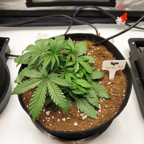 Zkittlez (#1) Auto - Taste the Rainbow. Week 3 - Day 21 - Autopots On