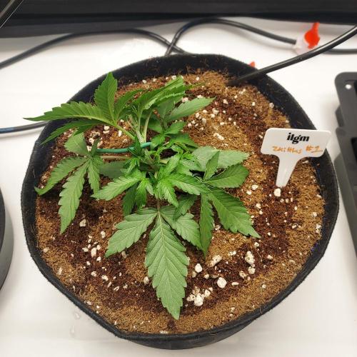 Zkittlez (#1) Auto - Taste the Rainbow. Week 3 - Day 18 - LST