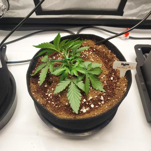 Zkittlez (#1) Auto - Taste the Rainbow. Week 3 - Day 18 - LST