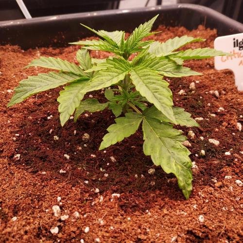 Round #2: Critical Mass CBD Auto. Week 2 - Day 14 - Best Start Yet!