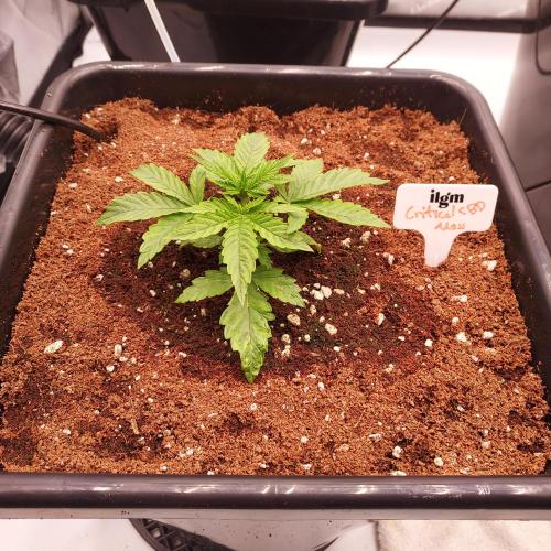 Round #2: Critical Mass CBD Auto. Week 2 - Day 14 - Best Start Yet!