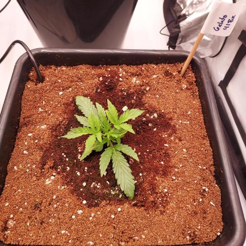 Gelato 41 BX Auto. Week 2 - Day 16 - Strong!