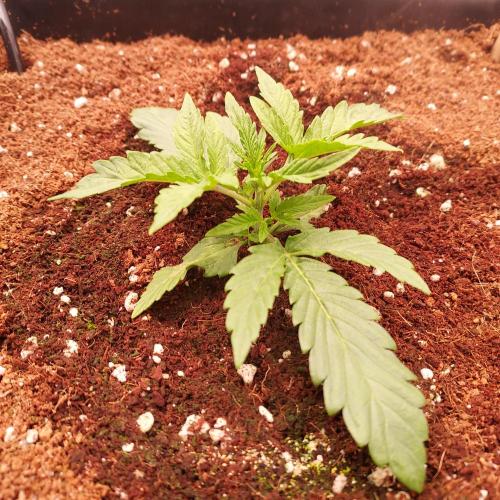 Gelato 41 BX Auto. Week 2 - Day 16 - Strong!