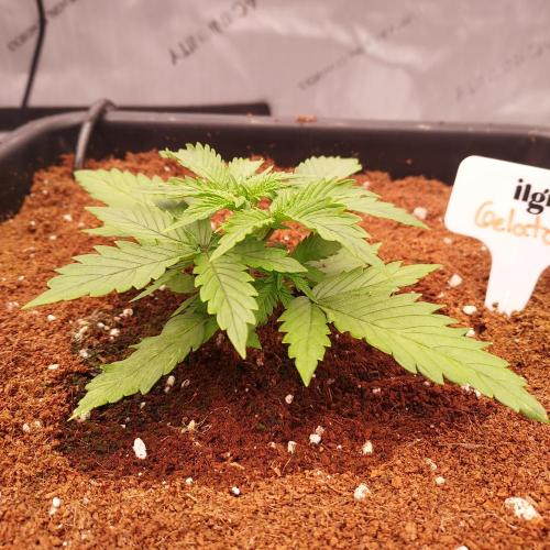 Gelato Auto - I'd Love A Scoop. Week 2 - Day 16 - Strong and Stout!