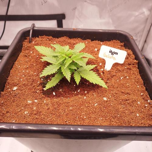 Gelato Auto - I'd Love A Scoop. Week 2 - Day 16 - Strong and Stout!
