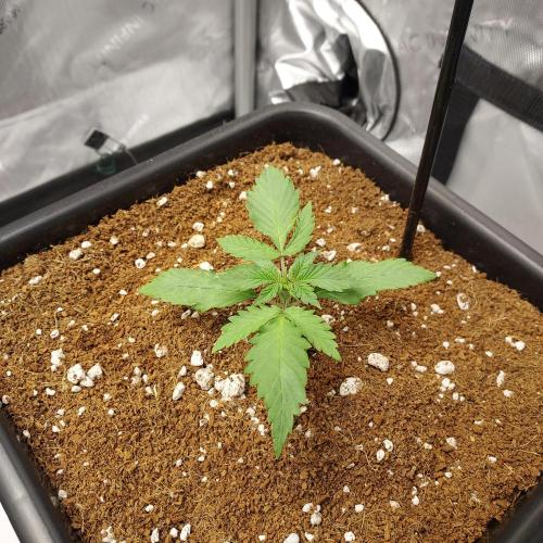 CBG Relief Auto - Pain Relief Hope!. Week 2 - Strong growth, week 2!