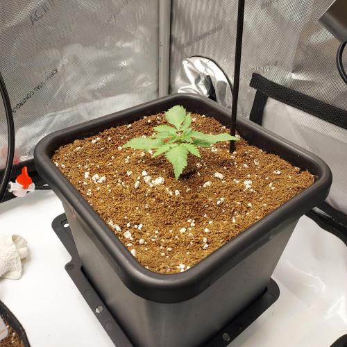 CBG Relief Auto - Pain Relief Hope!. Week 2 - Strong growth, week 2!