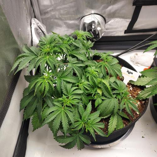 Zkittlez (#2) - Double the Rainbow. Week 4 - Week 5 - Day 29 Canopy has been developed and stretch can continue strong