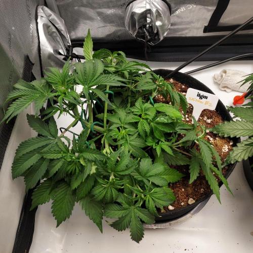 Zkittlez (#2) - Double the Rainbow. Week 4 - Week 4 -  Day 27 - LST Adjustment