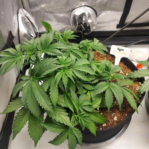 Zkittlez (#2) - Double the Rainbow. Week 4 - Week 3 - Day 26 - Post LST growth 