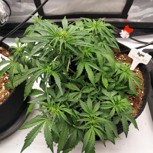 Zkittlez (#1) Auto - Taste the Rainbow. Week 4 - Week 5 - Day 29 Ready to pre-flower!