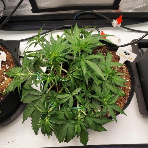 Zkittlez (#1) Auto - Taste the Rainbow. Week 4 - Week 4 Day 27 - LST to build canopy