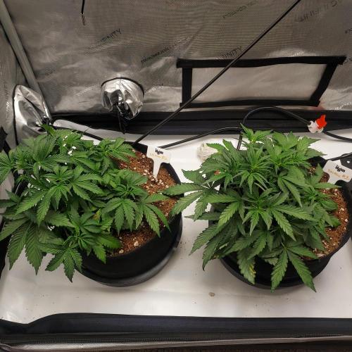 Zkittlez (#1) Auto - Taste the Rainbow. Week 4 - Week 4 Day 26 - Side by Side