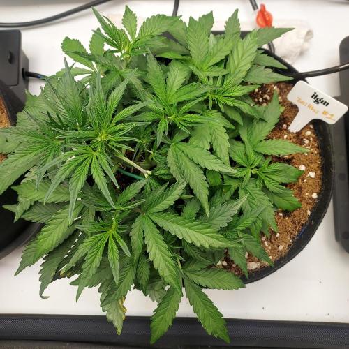 Zkittlez (#1) Auto - Taste the Rainbow. Week 4 - Week 4 Day 26 - Growing weird but full