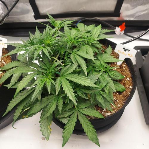 Zkittlez (#1) Auto - Taste the Rainbow. Week 4 - Week 4 Day 26 - Growing weird but full