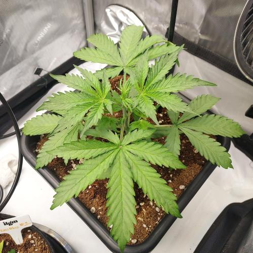 CBG Relief Auto - Pain Relief Hope!. Week 3 - Week 4 - Day 22 Looking Great!