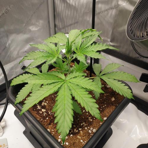 CBG Relief Auto - Pain Relief Hope!. Week 3 - Week 4 - Day 22 - Starting To Boom