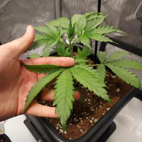 CBG Relief Auto - Pain Relief Hope!. Week 3 - Week 4 - Day 22 - Massive Fan Leaves - Soak Up Light!