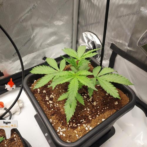 CBG Relief Auto. Week 3