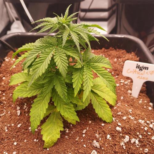 Round #2: Critical Mass CBD Auto. Week 3 - Day 21 - Autopots Activated, Time For The Boom!