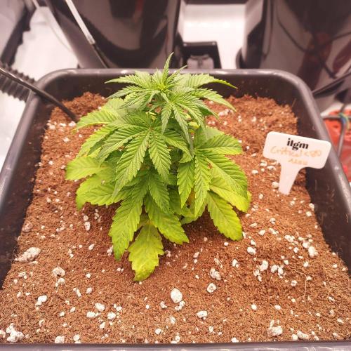 Round #2: Critical Mass CBD Auto. Week 3 - Day 21 - Autopots Activated, Time For The Boom!