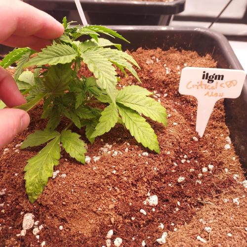Round #2: Critical Mass CBD Auto. Week 3 - Day 17 - Nice and Compact Node Development