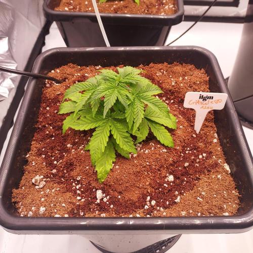 Round #2: Critical Mass CBD Auto. Week 3 - Day 17 - Nice and Compact Node Development