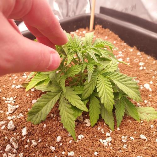 Gelato 41 BX Auto. Week 3 - Week 4 - Day 23: Autopots Activated! Lots of Nodes, Ready to Roll!