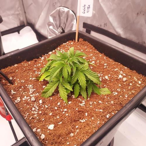Gelato 41 BX Auto. Week 3 - Week 4 Day 23: Autopots Activated! Lots of Nodes, Ready to Roll!