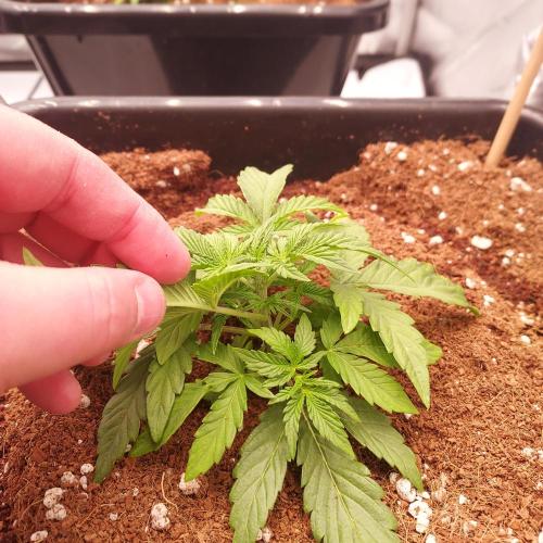 Gelato 41 BX Auto. Week 3 - Week 3 - Day 21: Lots of Inner Node Development = Lots of offshoots