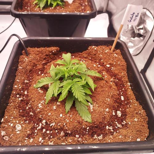 Gelato 41 BX Auto. Week 3 - Week 3 - Day 21