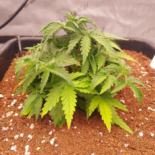 Gelato Auto - I'd Love A Scoop. Week 3 - Week 4 - Day 23: Autopots are on! Super Tight Nodes, She Will Explode!