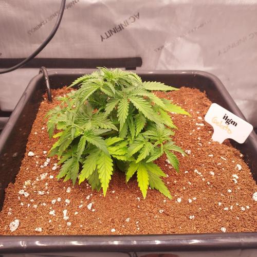 Gelato Auto - I'd Love A Scoop. Week 3 - Week 4 - Day 23: Autopots are on! Super Tight Nodes, She Will Explode!