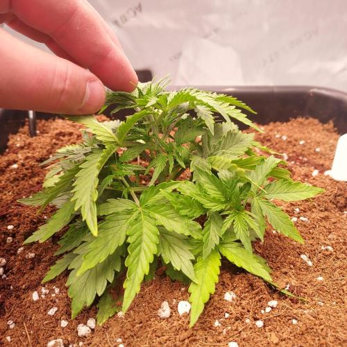 Gelato Auto - I'd Love A Scoop. Week 3 - Week 3 - Day 21: Tight Growth