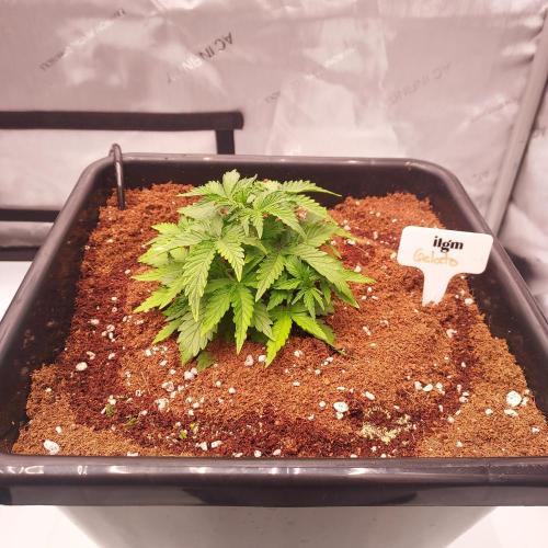 Gelato Auto - I'd Love A Scoop. Week 3 - Week 3 - Day 21: Tight Growth