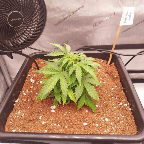Dos-Si-Dos Auto - Round and Round. Week 3 - Week 4 - Day 23: Autopots are On, Nodes are Stacked Tight