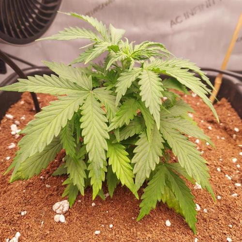 Dos-Si-Dos Auto - Round and Round. Week 3 - Week 4 - Day 23: Autopots are On, Nodes are Stacked Tight