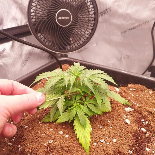Dos-Si-Dos Auto - Round and Round. Week 3 - Week 3 - Day 21: Nodes are Tight and Ready to Rock!