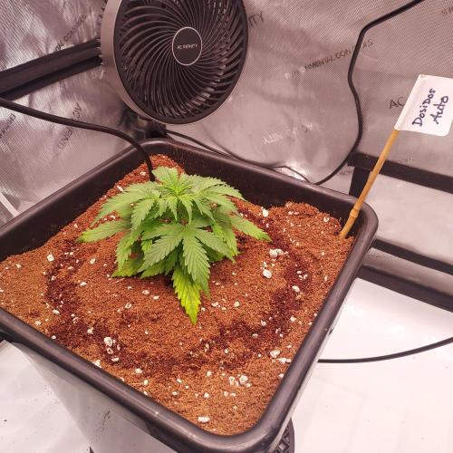 Dos-Si-Dos Auto - Round and Round. Week 3 - Week 3 - Day 21: Nodes are Tight and Ready to Rock!