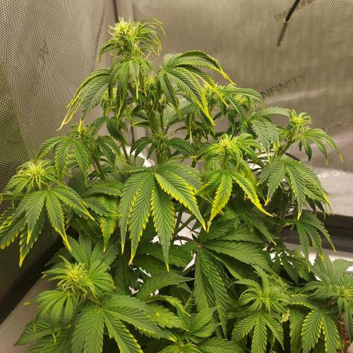 Zkittlez (#2) - Double the Rainbow. Week 5 - Week 6 - Day 36: I Actually Like Her Appearance